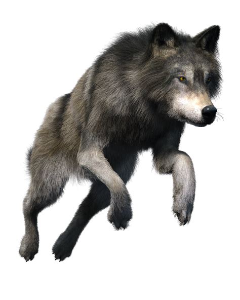 Wolf Png Transparent 140 Stock Images Free
