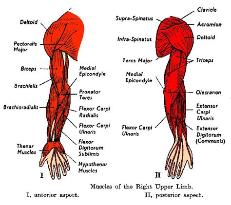 Shoulder Muscles Diagram Arm Muscles Diagrams
