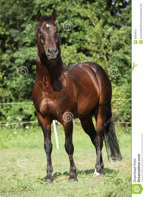 Nice Horse Standing In Front Of Nature Background Stock ...
