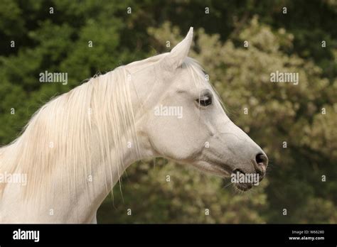 The White Mare Hi Res Stock Photography And Images Alamy