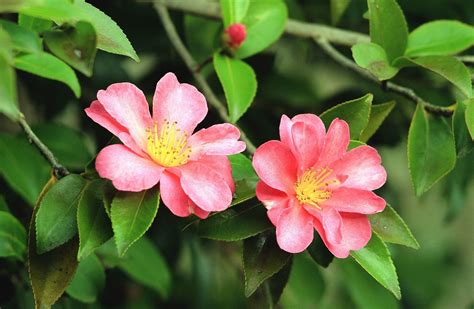 Historic camellia catalogs and documents: Camellia sasanqua | Planting shrubs, Plant species, Camellia