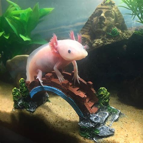 Axolotl Axolotl Cute Axolotl Axolotl Tank