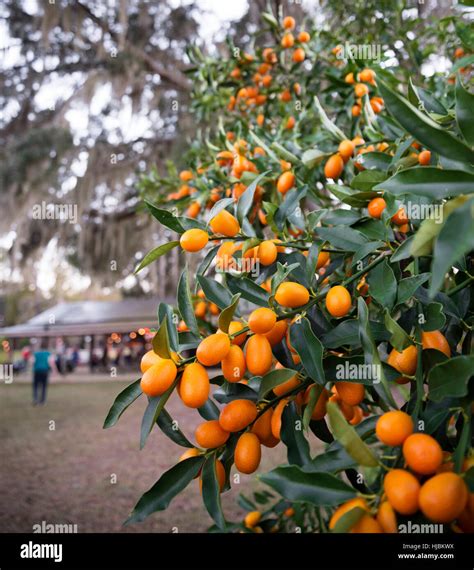 Orange And Citrus Trees Laden With Fruit In A Rural Yard In North