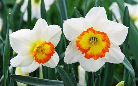 Narcissus Wallpapers Wallpapers High Quality Download Free