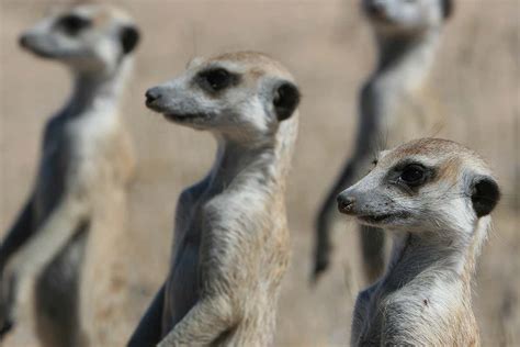 Compare The Meerkat Animals Size Each Other Up In Race To