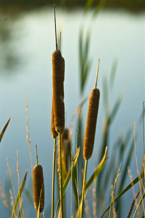 Cattails Lily Pond Nature Pond Life