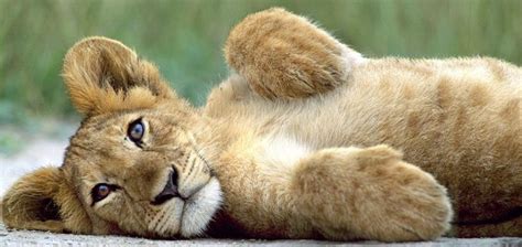 Cute Lion Cub Lion Cubs Photo 37492130 Fanpop