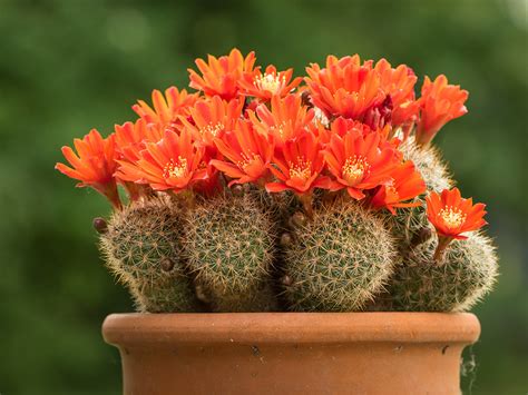 Cactus peloso molto simile alla mammillaria bocasana, ma con grandi fiori rosa, con gola rossa, stami gialli e pistillo verde. Piante grasse: ecco quali scegliere e come curarle