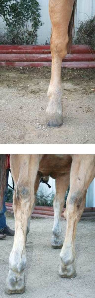 Hock Problems In Horses