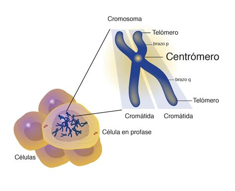 Las 12 Partes De Los Cromosomas Características Y Funciones