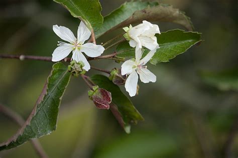 Because of this, identifying your species of white flowering tree should start with very basic categories, such as whether it is an edible or ornamental and whether it loses its leaves in the fall. Tree Identification: Hoheria populnea - New Zealand Lacebark