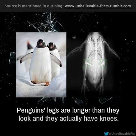 Penguin Legs Are Longer Than They Look And They Actually Have Knees