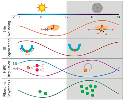 IJMS Free Full Text Circadian Regulation In Tissue Regeneration