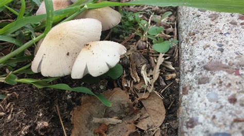 South Texas Mushroom Id Please Mushroom Hunting And Identification
