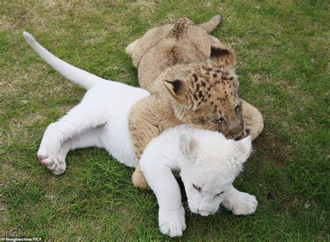 Rare White Lion Cub Named Simba Frolics With Its Playmate During Public