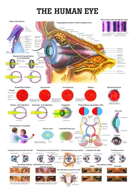 The Human Eye Laminated Anatomy Chart Eye Anatomy Human Eye Anatomy