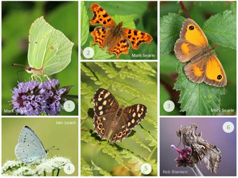 The Nhbs Guide To Uk Butterfly Identification