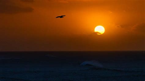 Download Wallpaper 1366x768 Sea Sunset Sun Horizon Bird Tablet