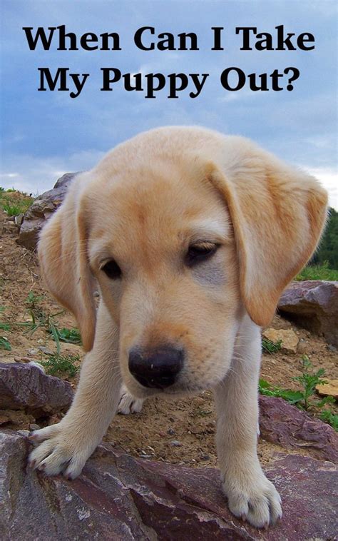 But there are ways that can ease your mind and enrich the puppy's day. When Can I Take My Puppy Out? - The Labrador Site