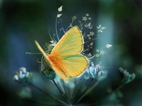 Butterfly Flowers Insects Nature Hd Wallpaper Peakpx