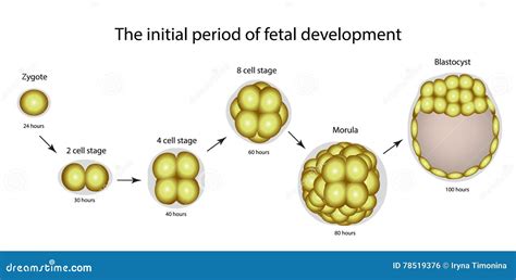 The Initial Period Of Fetal Development The Structure Of The Zygote