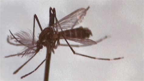 Renewed Effort To Destroy Dangerous Mosquito Found In Menlo Park