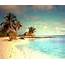Sea Beach Sand Palm Trees Tropical Water Wallpapers HD / Desktop 