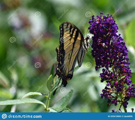 Tiger Swallowtail Butterfly On Butterfly Bush Stock Photo Image Of