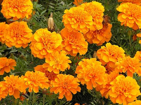 In western society, dark crimson roses express grief at the loss of a loved. marigold In the language of flowers it means, "cruelty ...
