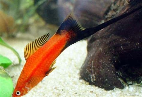 Swordtails Detailed Guide Care Diet And Breeding Shrimp And