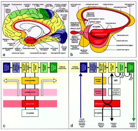 Architectonics Of The Human Cerebral Cortex A Allocortex And