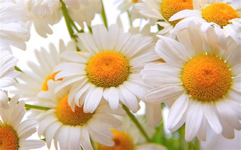 Chamomile Daisy Flower White Yellow Flowers Flowers Photos Close Up Hd