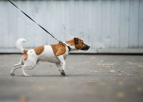 How To Stop Leash Aggression In Dogs