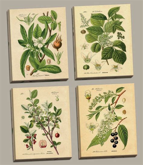 Popular Old Fashioned Plant Botanical 4 Piece Graphic Art Print Set