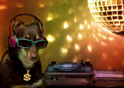 Quiz Whats Your Dogs Party Anthem The Dog People By