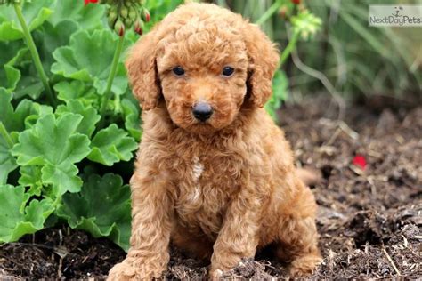 Macho Poodle Miniature Puppy For Sale Near Lancaster Pennsylvania