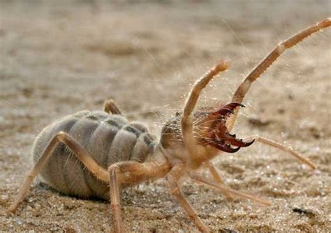 Give Me Your Best Camel Spider Story Rarmy