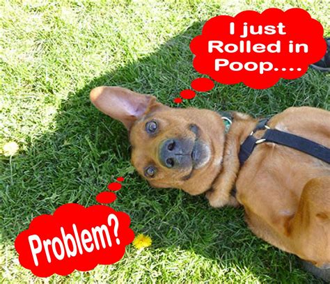 How Can I Stop My Dog Rolling In Poop