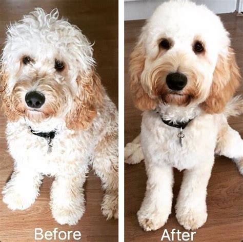 27 Best Cockapoo Haircut Pictures Cockapoo Haircut Cockapoo Grooming