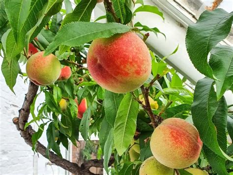 15 Zone 5 Fruit Trees Incl Dwarf And Self Pollinating Fruit Alpha