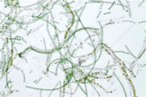 Filamentous Algae Light Micrograph Stock Image F0324132 Science