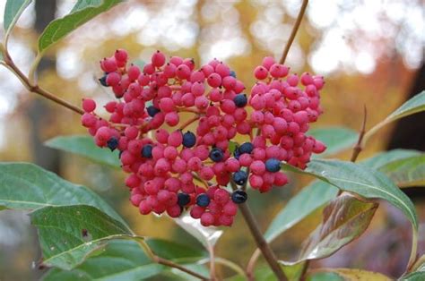 Possumhaw Viburnum Viburnum Nudum Brandywine In The Viburnums