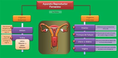 Mapa Conceptual De Sistema Reproductor Femenino My XXX Hot Girl