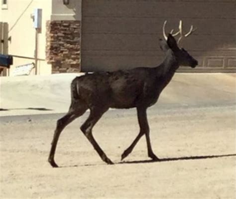 Rare Black Deer Known As ‘coal By Moab Community To Be Preserved