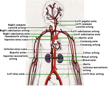 There are three major types of blood vessels: Online Diagrams Showing the Flow of Blood Through the ...
