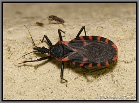 Kissing Bugs And Chagas Disease Whatbugsme Phoenix Pest Control