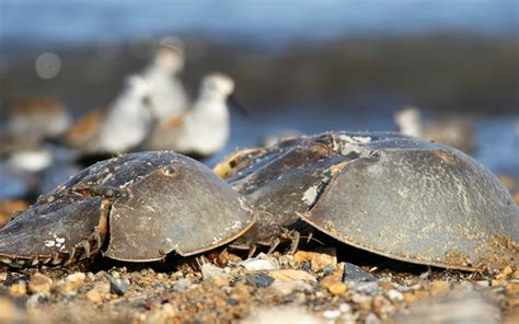 Maryland Biodiversity Project Horseshoe Crab Limulus Polyphemus