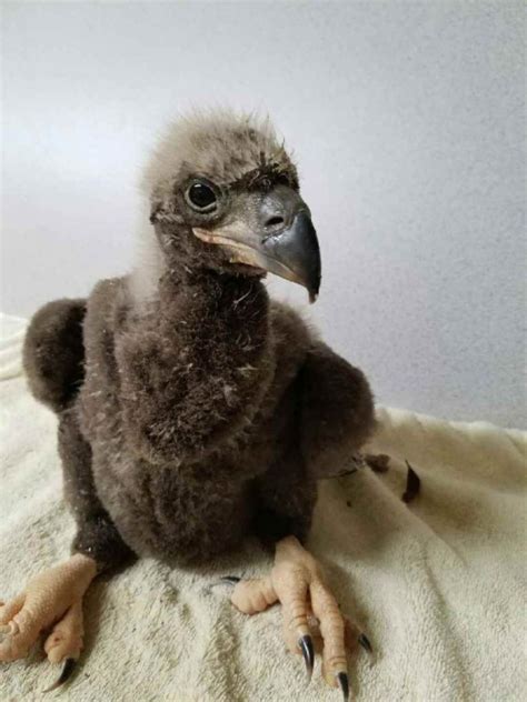 Rescuers Get Baby Eagle Out Of A Jam At National Arboretum The Columbian