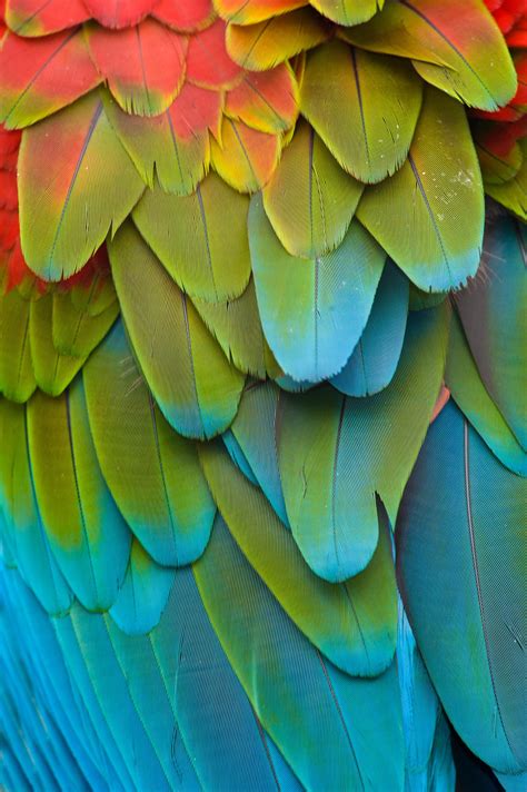 Parrot Feathers : oddlysatisfying