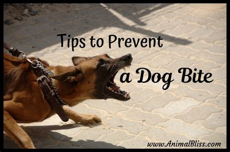 Tips To Prevent A Dog Bite Common Areas For Bite Injuries